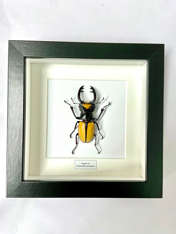 Stag Beetle. (odontolabis Lacordaire) Insect Framed. Real Beetle