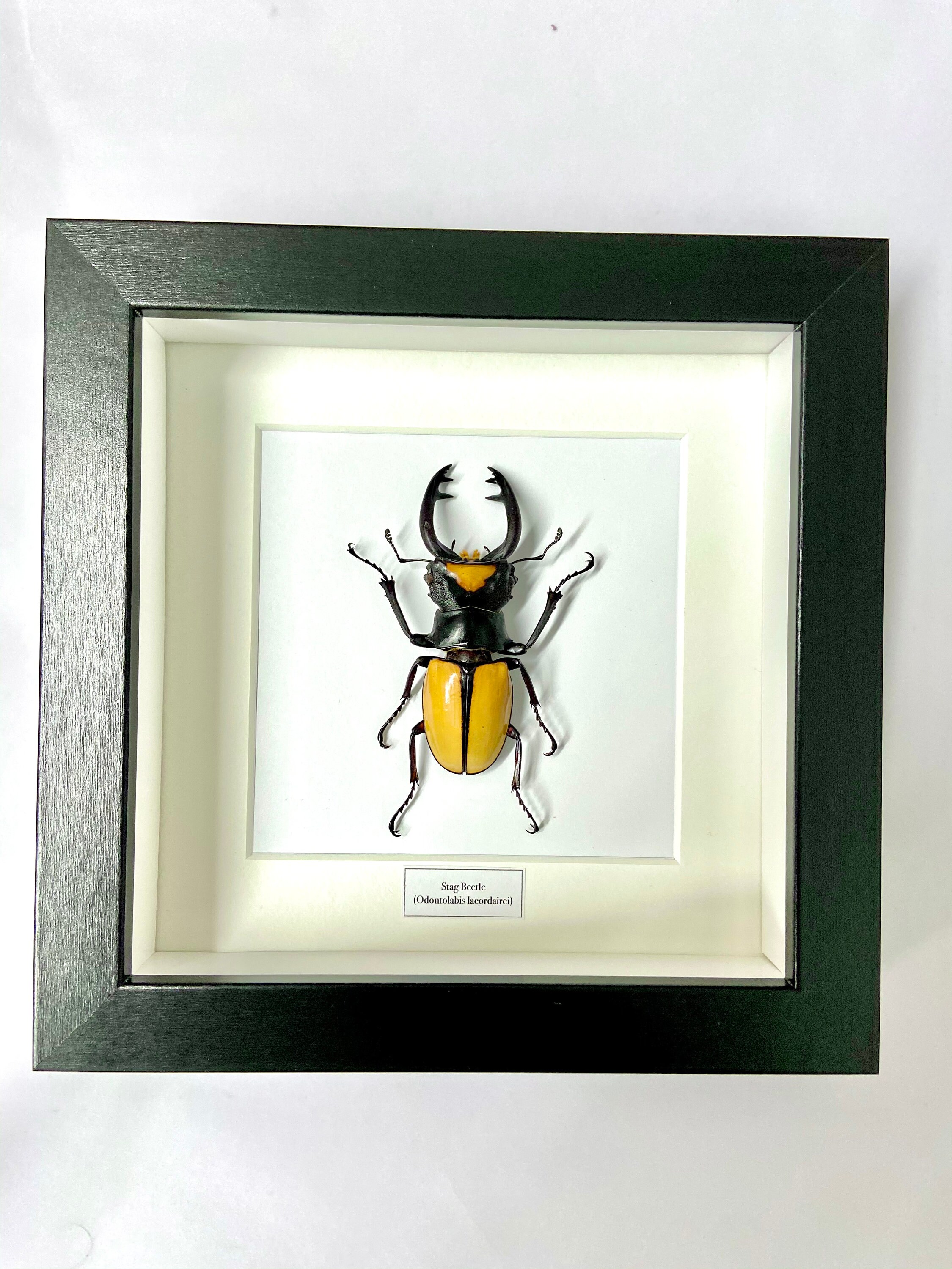 Stag Beetle. (odontolabis Lacordaire) Insect Framed. Real Beetle