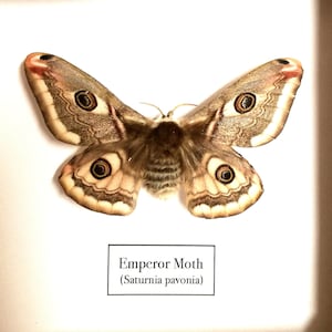Polilla Emperador (Saturnia pavonia): polilla de seda real enmarcada, insectos de entomología. insectsofbeautyuk. Polilla real. Lepidópteros. Marco de polilla.