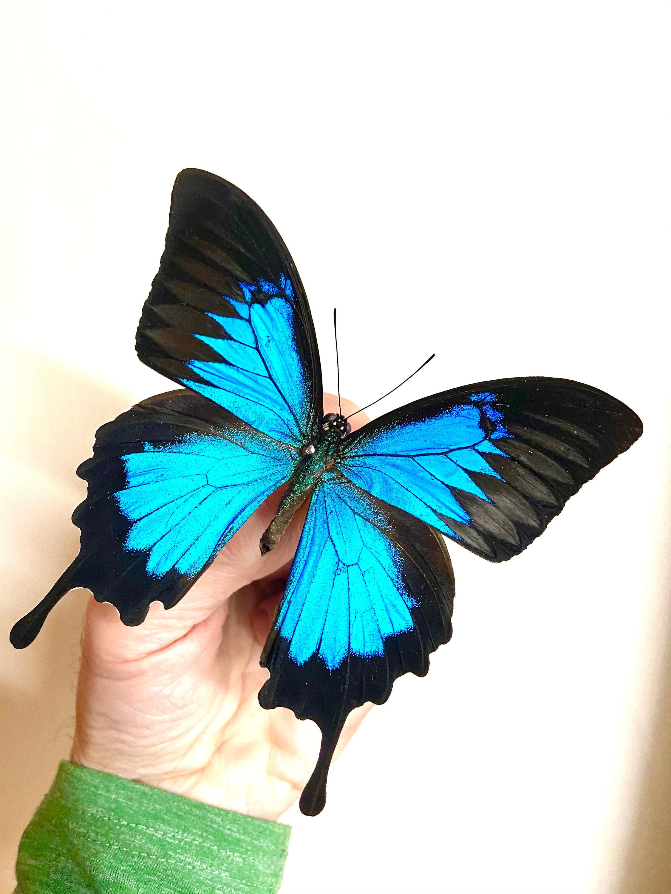 ブルーマウンテンアゲハチョウ（Papilio Ulysses）本物の蝶