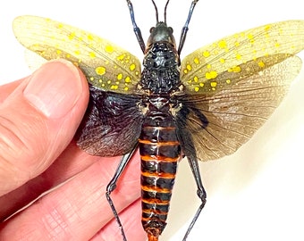 キバッタ（Aularches punctatus）の実物昆虫標本 - Etsy 日本