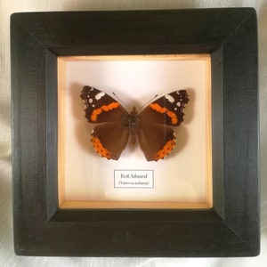 Red Admiral Vanessa atalanta framed. image 2