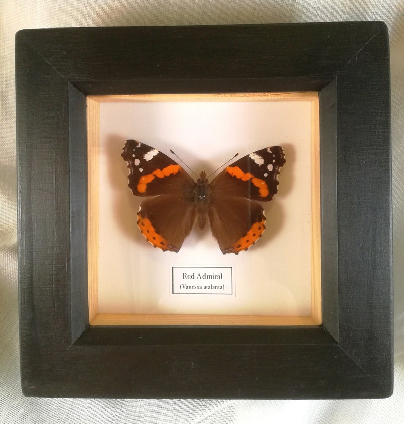 Red Admiral Vanessa atalanta framed. image 2