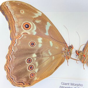 Morpho didius x 2 folded papered specimens. image 3