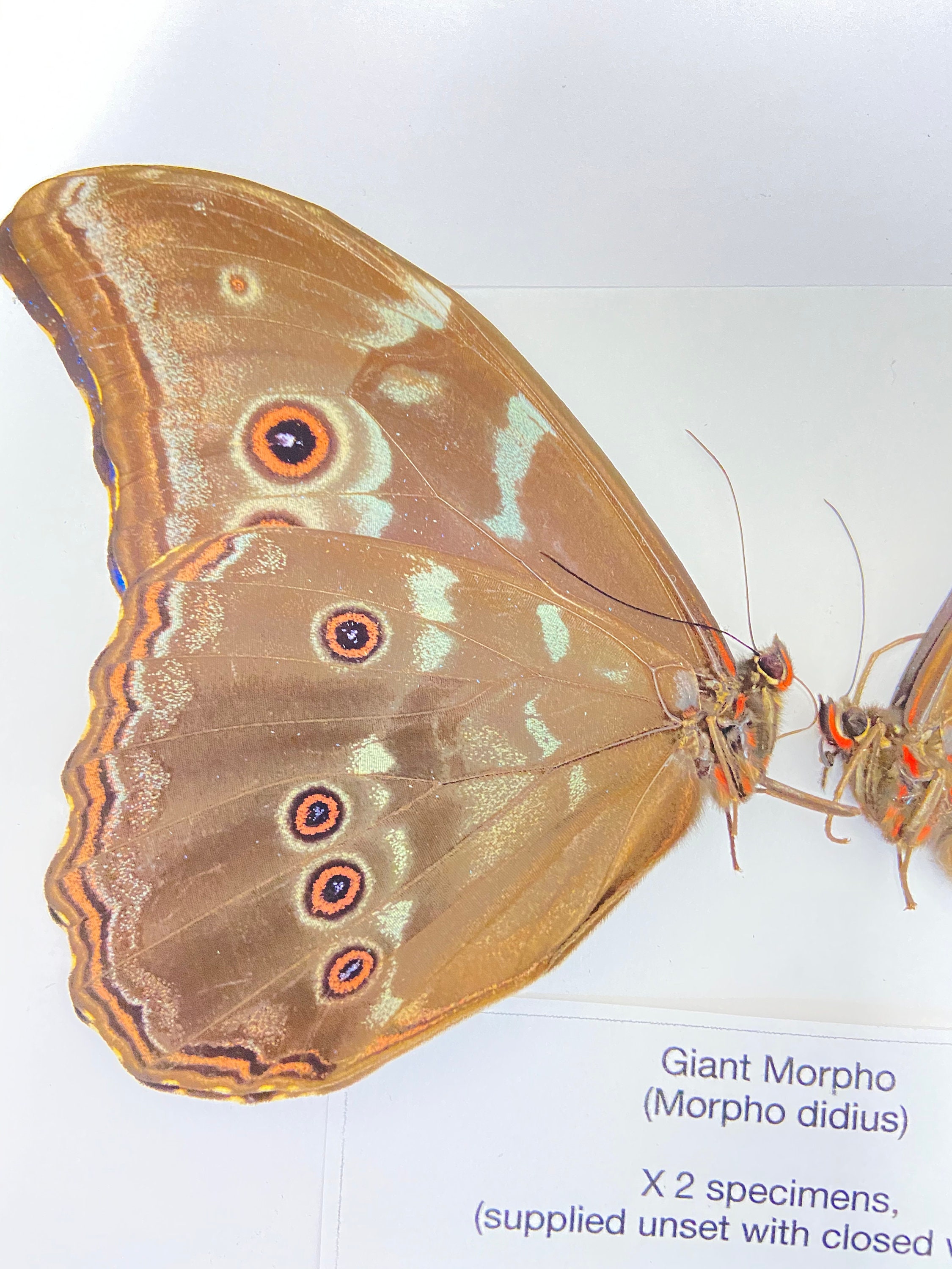 Morpho Didius X 2 Folded Papered Specimens. - Etsy