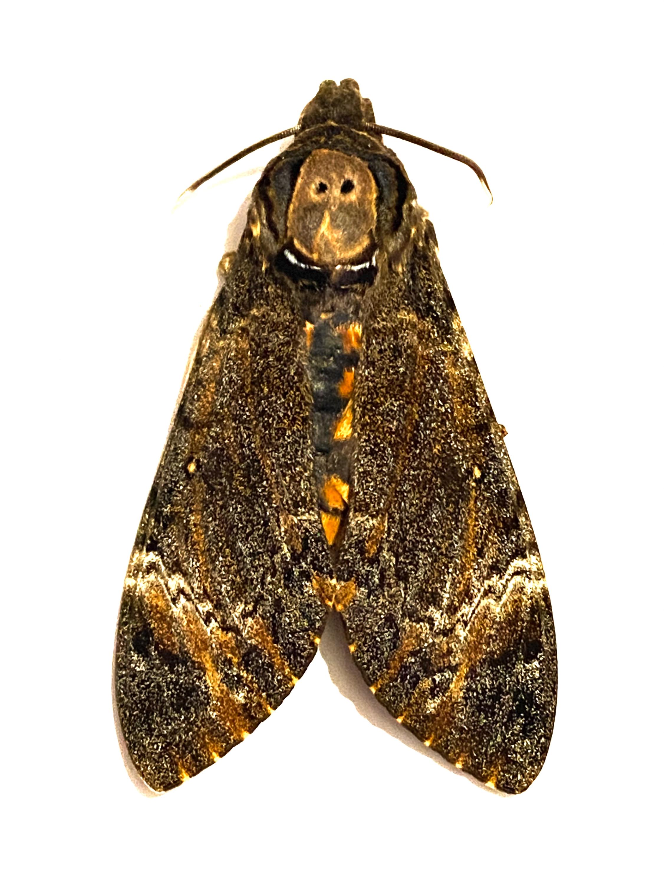 極美イズベラミズアオ 蛾ピカソモスモルフォチョウアグリアス 標本 W