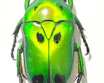 Green Scarab. Framed. Scarab. Beetle. Plusiotis. Cetoniidae