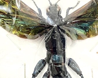 Macromeris splendida。クモバチ。本物の標本。スズメバチ。ハチ。ハチ