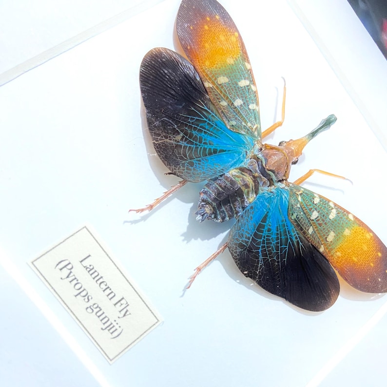 Turquoise Lanternfly. Pyrops Gunjii. Framed Insect. Planthopper. Real ...