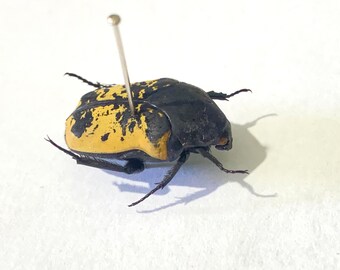 Arizona Jewel Beetle. Gymnetis. Real Insects. Insect Specimen