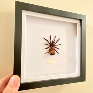 Hourglass Trapdoor Spider Cyclocosmia ricketti framed image 3