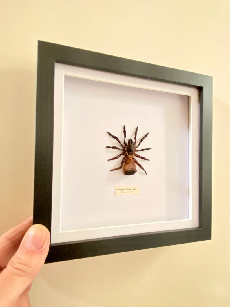 Hourglass Trapdoor Spider Cyclocosmia ricketti framed image 3