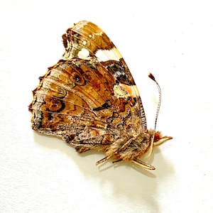 Red Admiral .Vanessa Atalanta. specimen unframed, un-set folded wings. Insectsofbeauty