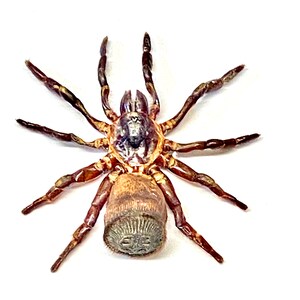 Spider. Cyclocosmia ricketti. Real specimen. image 6