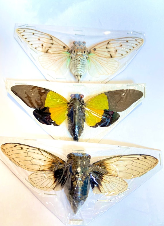 Cicadas, Set of Three. Ghost, Bat-wing & Yellow Winged Cicadas