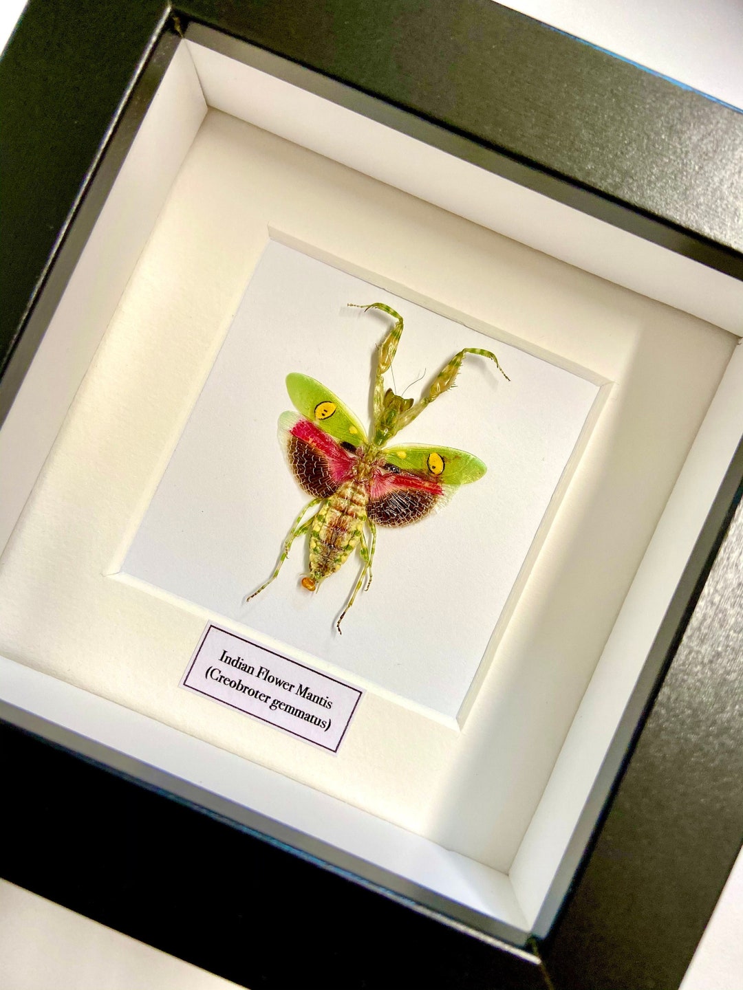 インドカマキリ（creobroter）ランカマキリ。カマキリ。本物の昆虫