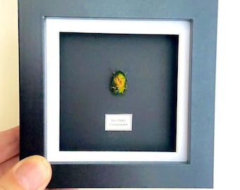 Rose Chafer Beetle. cetonia aurata. framed insect. insectsofbeautyuk. entomology. coleoptera