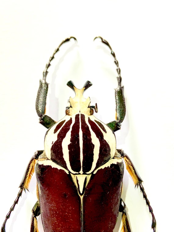 標本 Goliathus goliatus apicalis 65mm CONGO Goliathus goliatus apicalis 65mm CONGO