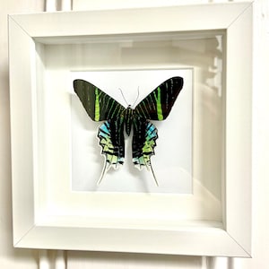 Urania Swallowtail (Urania leilus ) real framed butterfly.