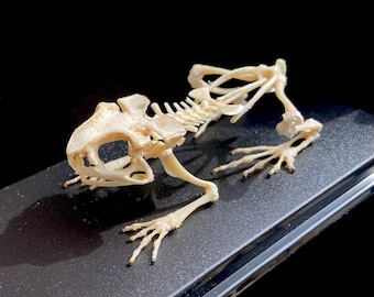Toad skeleton. Toad. Cased skeleton. Taxidermy. insectsofbeauty.