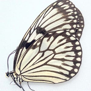 9 X Idea Leuconoe the Paper Kite Butterfly Tropical Dry