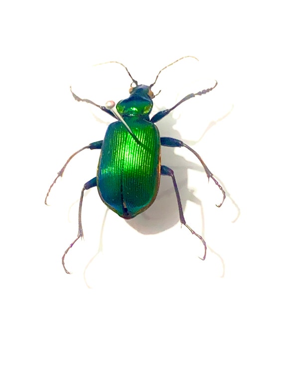 Green Ground Beetle. Calosoma Sycophanta. Caterpillar Hunter