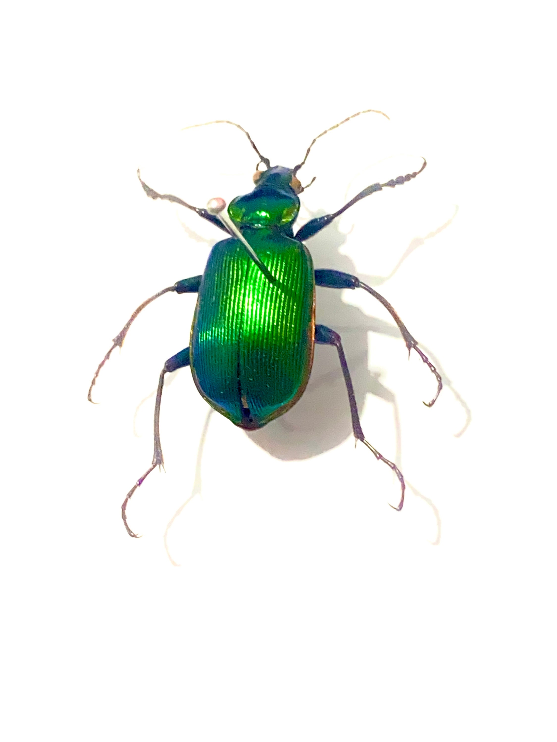 Green Ground Beetle. Calosoma Sycophanta. Caterpillar Hunter