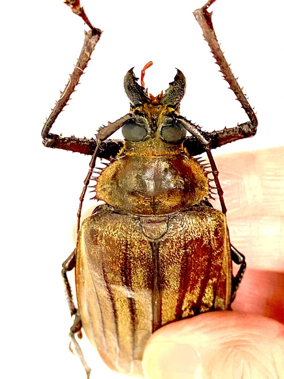 巨大なカミキリムシ（Xixuthrus sp）の実物標本。甲虫。美しい昆虫