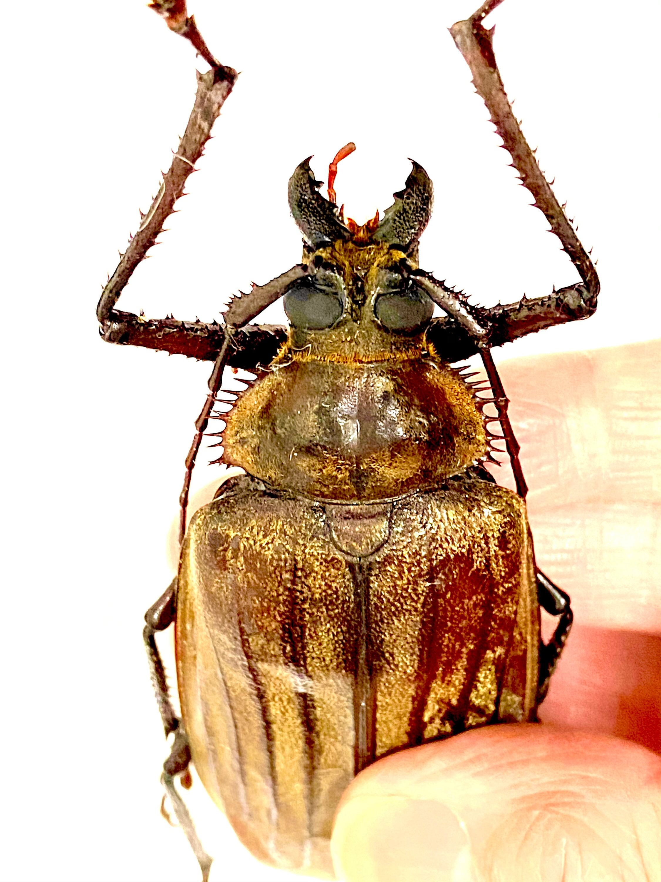 巨大なカミキリムシ（Xixuthrus sp）の実物標本。甲虫。美しい昆虫