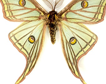 il_340x270.5539468588_1t7j.jpg