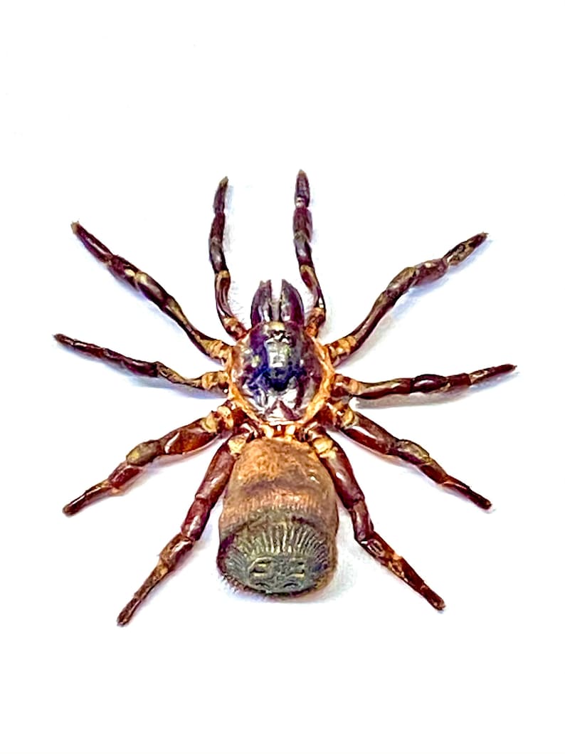 Spider. Cyclocosmia ricketti. Real specimen. image 1