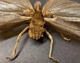 ドラゴンヘッドキリギリス。額装なしの標本。insectsofbeautyuk。昆虫