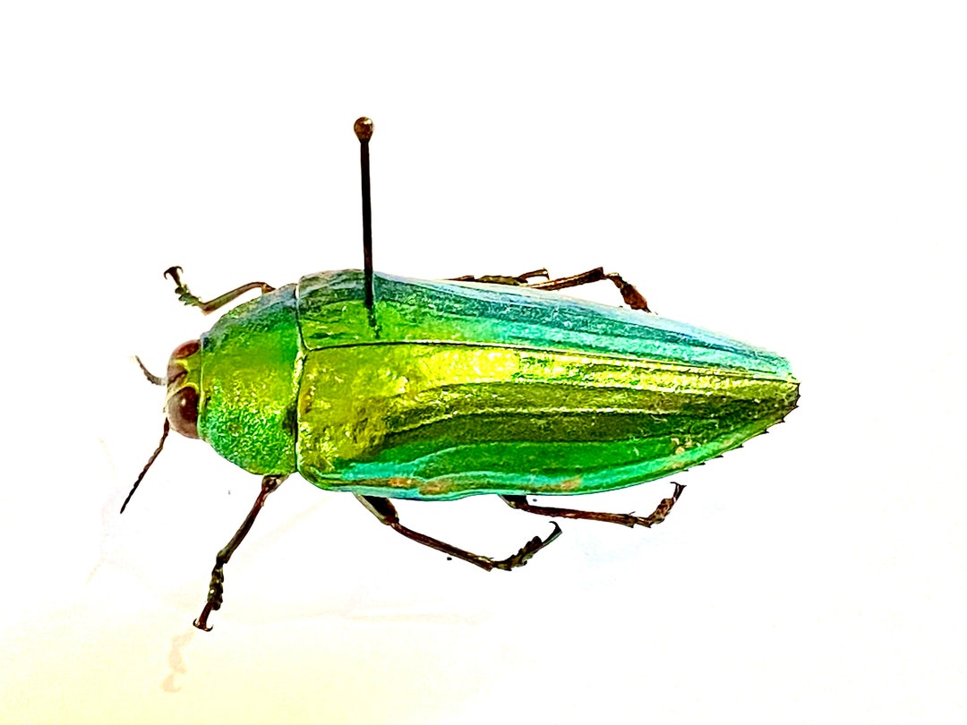 ジ*ン様 緑色の昆虫標本セット タマムシ 30匹 ジ*ン様 緑色の昆虫標本セット タマムシ 30匹 ジ*ン様