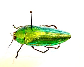 明るい緑色のタマムシ (Callopistus castelnaudi) の実物標本