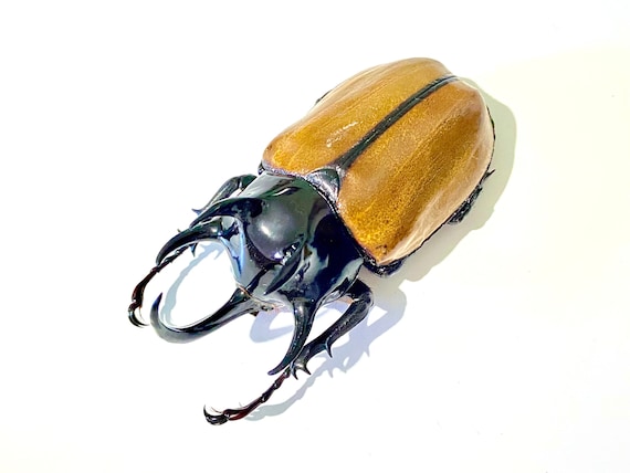 Eupatorus Graulomiris ゴホンツノカブトムシ　標本 巨大カブトムシ（Eupatorus gracilicornis）。本物の昆虫。剥製