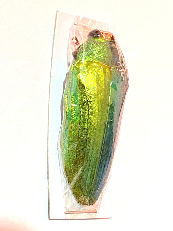明るい緑色のタマムシ (Callopistus castelnaudi) の実物標本
