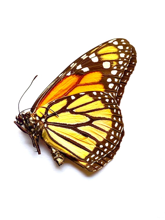 オオカバマダラ (Danaus plexippus) の標本 - Etsy 日本