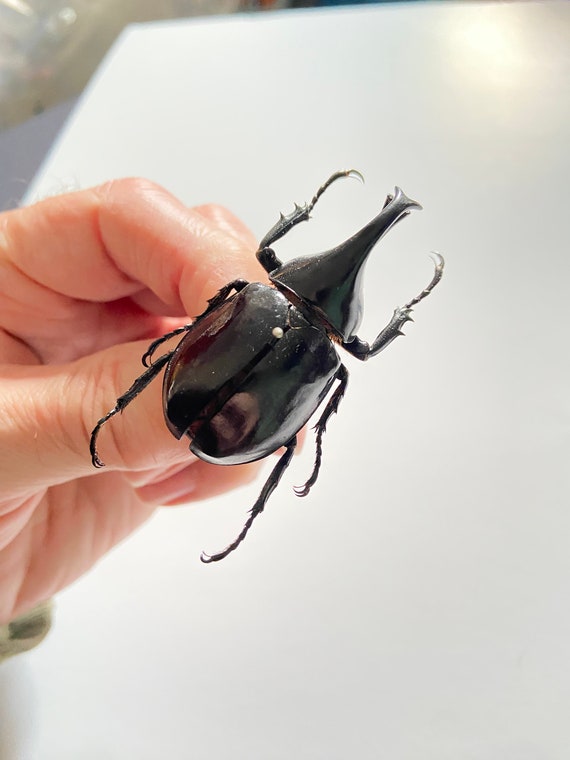 カブトムシ（Xylotrupes lorquini）の実際の昆虫標本。コレクション