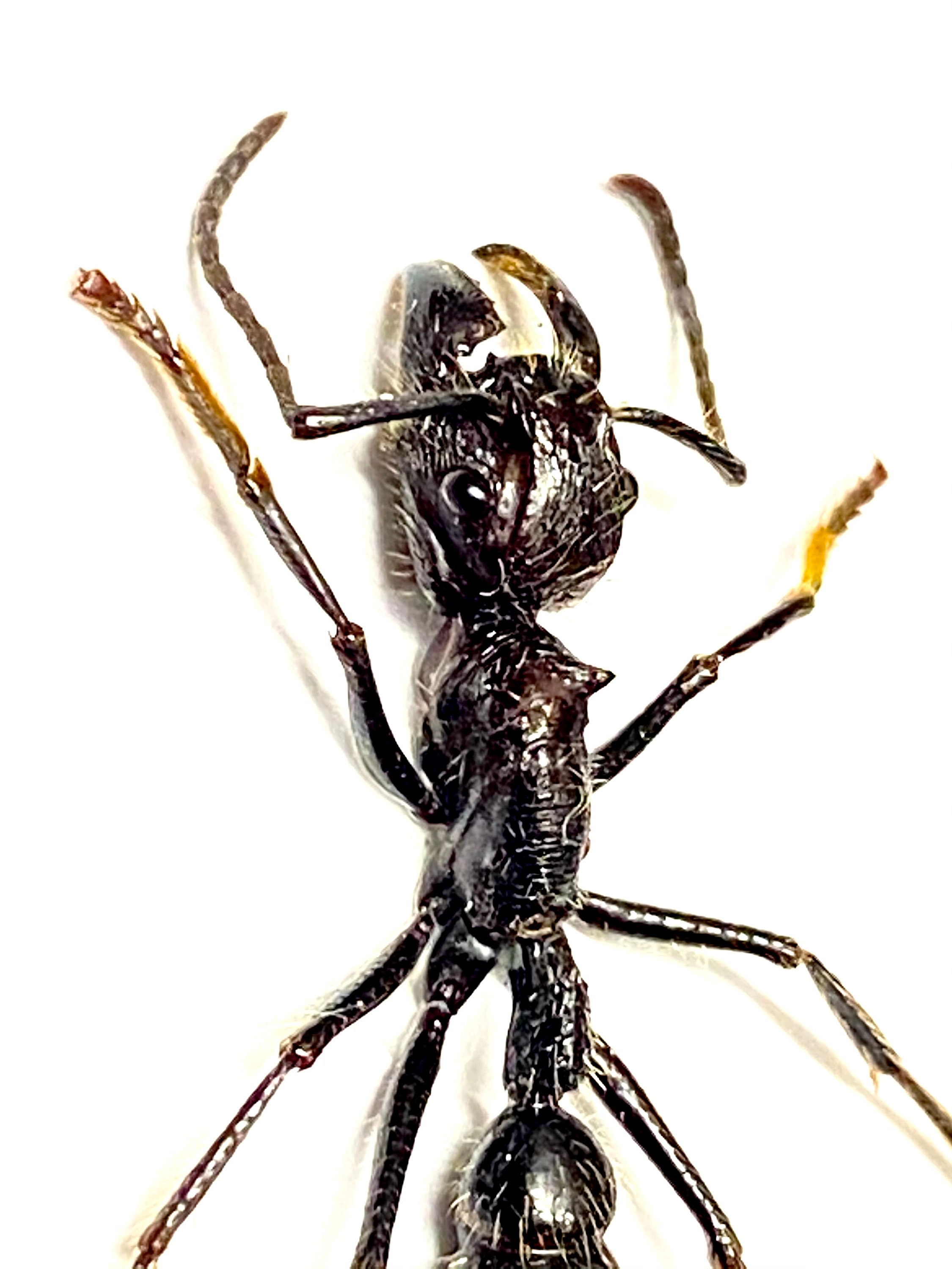 Ant Pattern Real Bullet Ant (paraponera Clavata) Real Specimen, Un-framed. Ant. Insect ...