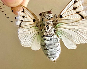 Ghost Cicada (Ayuthia spectabilis) unframed specimen. A1 Quality. cicada. grasshopper. locust. ghost. goth. insectsofbeauty. real insect.