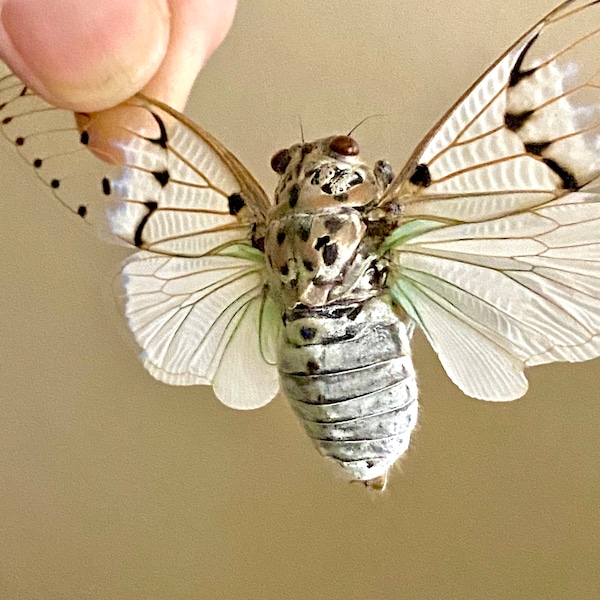 Ghost Cicada (Ayuthia spectabilis) unframed specimen. A1 Quality. cicada. grasshopper. locust. ghost. goth. insectsofbeauty. real insect.