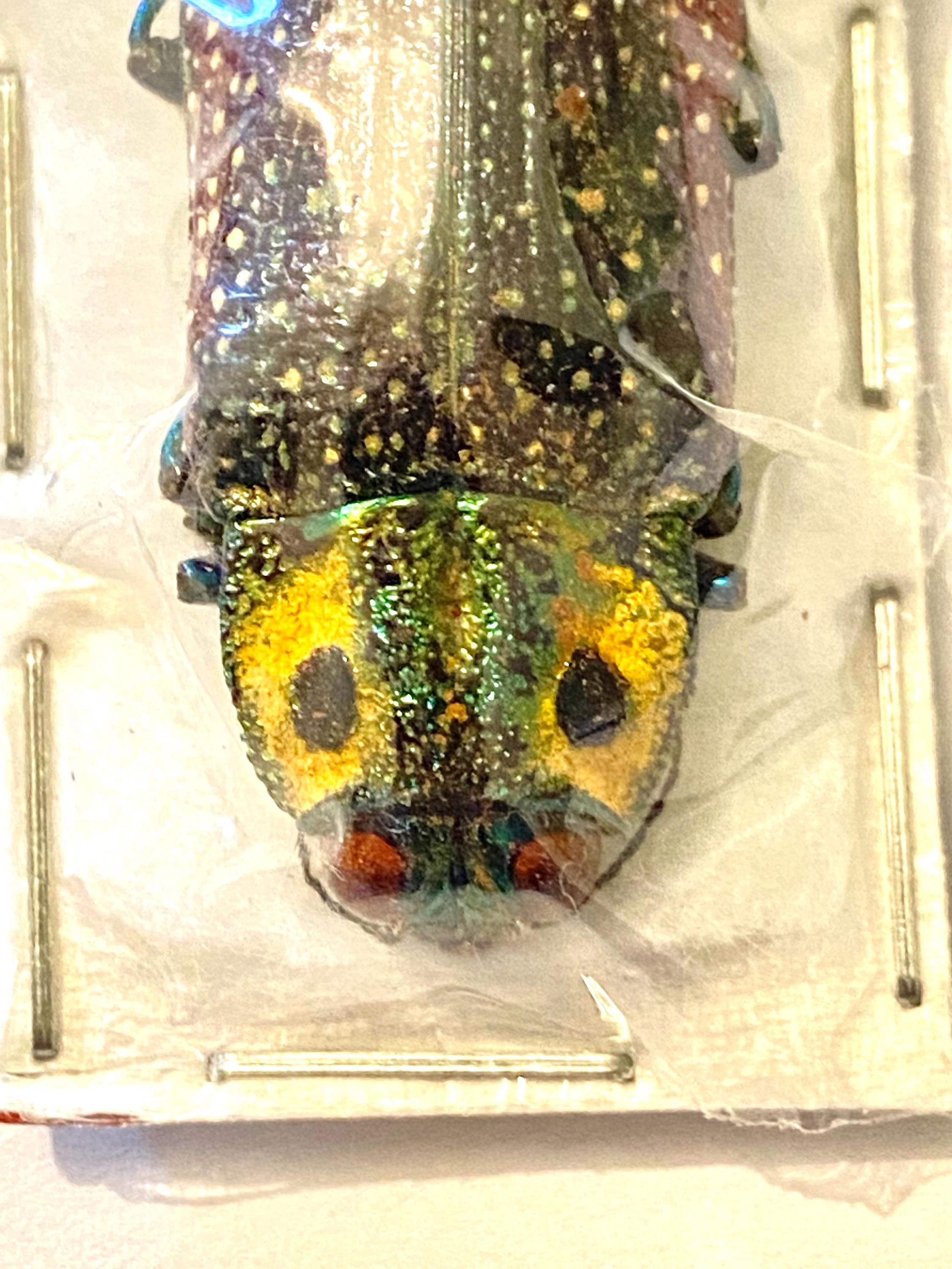 False-eyed Jewel Beetle. Real Specimen - Etsy