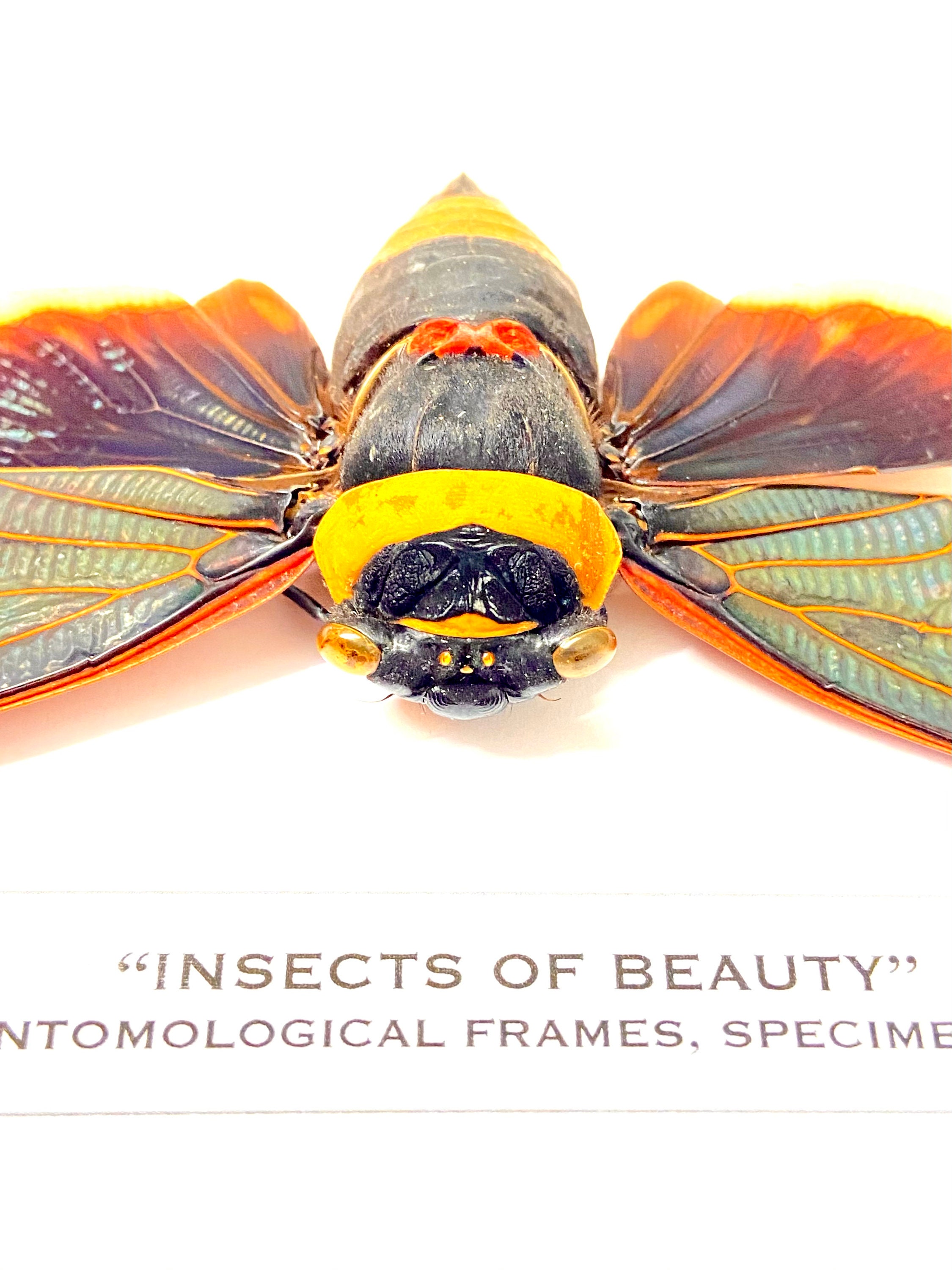 Cicada Tacua speciosa) の実物の額装標本。 - Etsy 日本