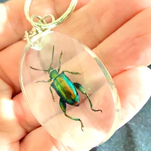 Real Frog Beetle key ring. Real insect embedded in a resin pendant with key attachment. sagra. longicollis. insectsofbeauty. real beetle.