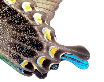 Papilio blumei。アゲハチョウ。本物の蝶。額縁なし、羽は折り畳まれ