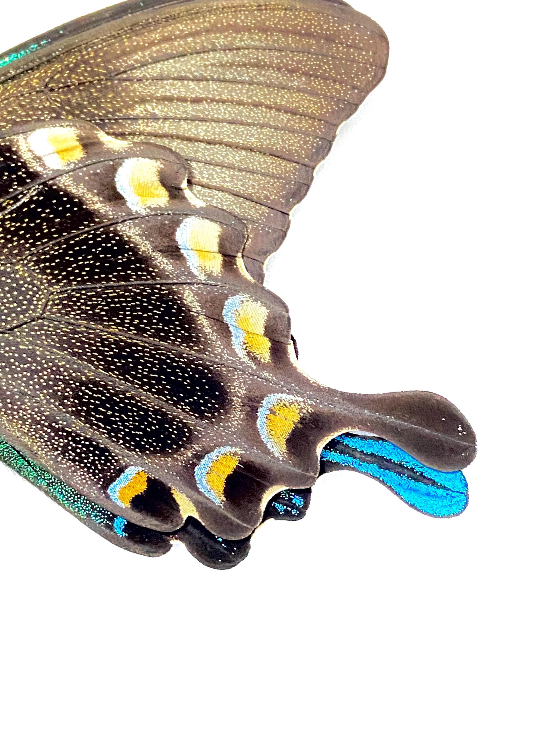 Papilio blumei。アゲハチョウ。本物の蝶。額縁なし、羽は折り畳まれ