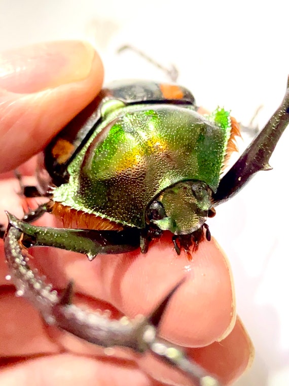 Cheirotonus Jansoni. Beetle Specimen. Insect Specimen