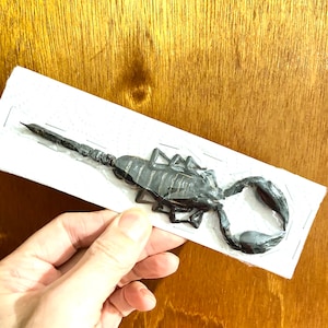 Scorpion specimen (Heterometrus spinifer)