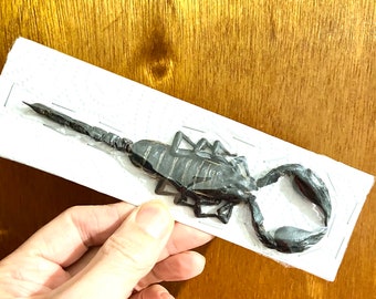 Scorpion specimen (Heterometrus spinifer)