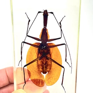 May include: A preserved insect specimen encased in a clear rectangular block. The insect is brown with long legs and antennae, and has large, orange-yellow wings. The specimen is held against a white background.